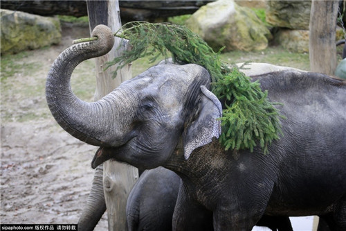 320名圣诞老人整体冲浪？？？？？？？八一八圣诞节奇闻趣事